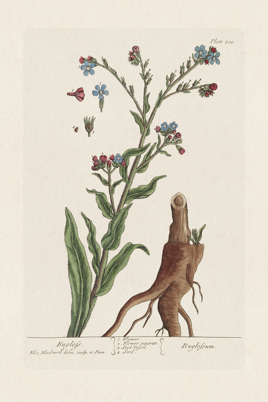 Blackwell English Edition